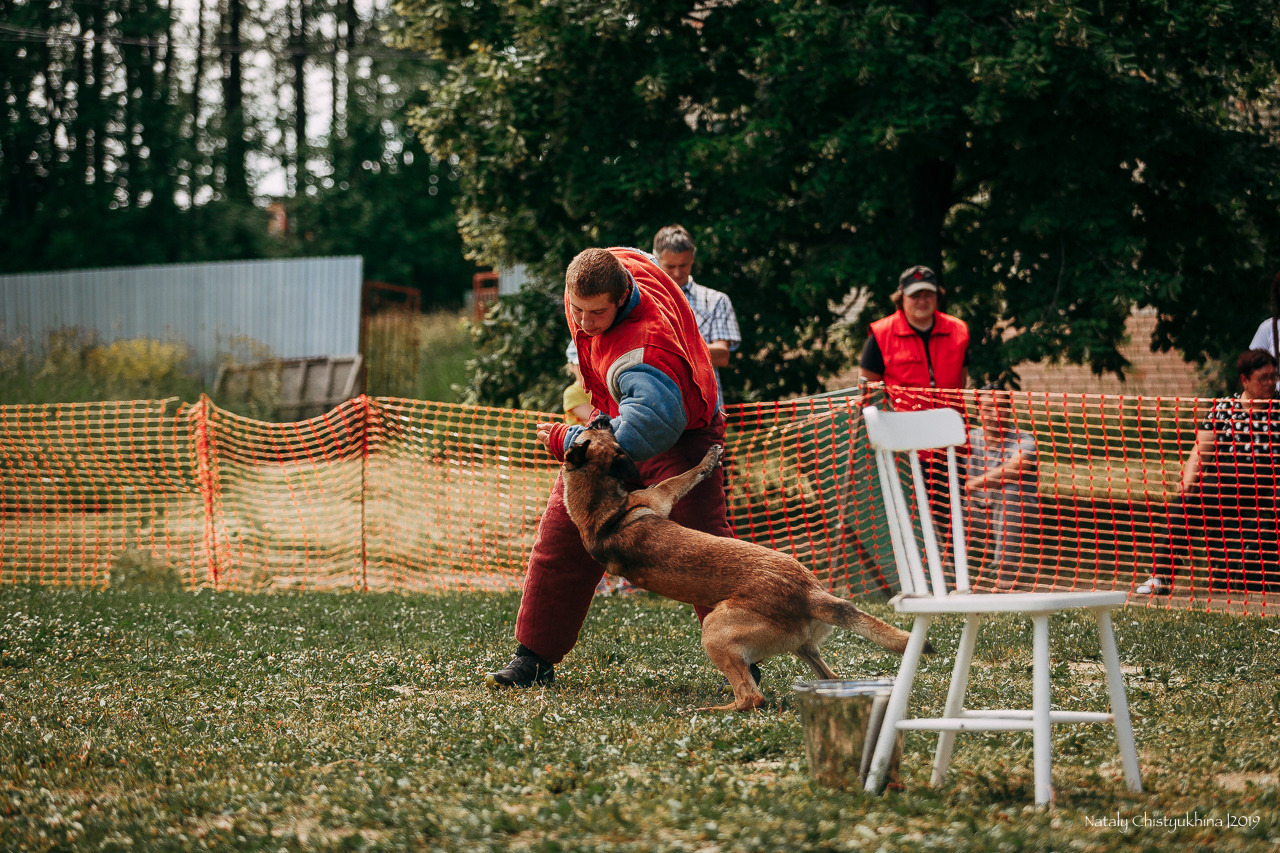 Соревнования по мондьорингу. Фотограф-анималист Наталия Чистюхина в г. Сосновый Бор и ЛО