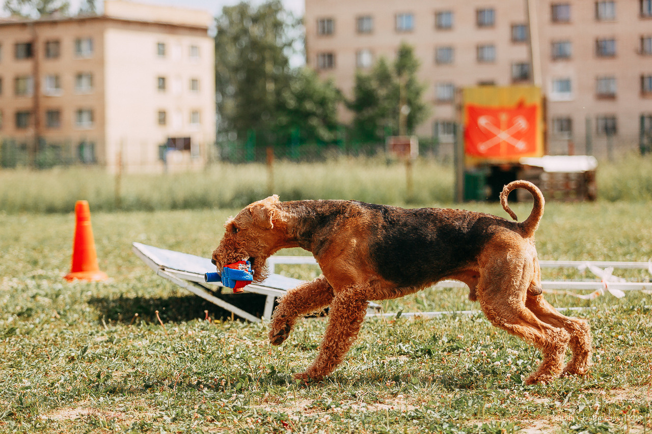 Соревнования по мондьорингу. Фотограф-анималист Наталия Чистюхина в г. Сосновый Бор и ЛО