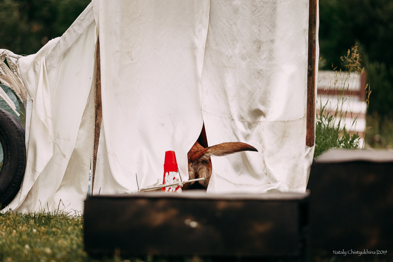 Соревнования по мондьорингу. Фотограф-анималист Наталия Чистюхина в г. Сосновый Бор и ЛО