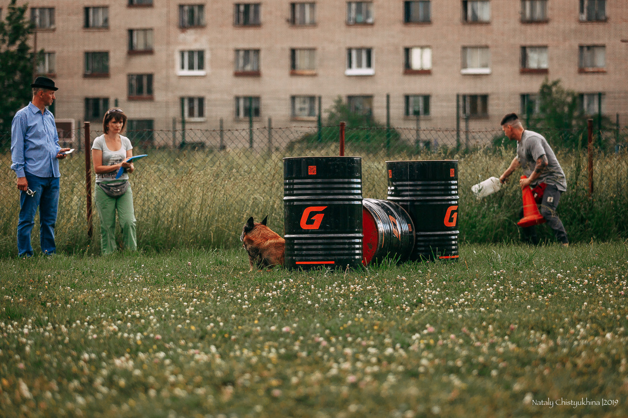Соревнования по мондьорингу. Фотограф-анималист Наталия Чистюхина в г. Сосновый Бор и ЛО
