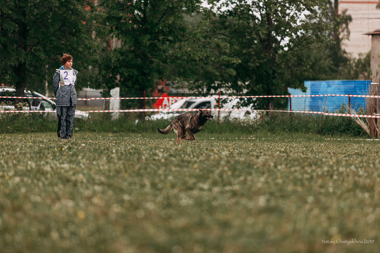Соревнования БРР. Фотограф-анималист Наталия Чистюхина в г. Сосновый Бор и ЛО