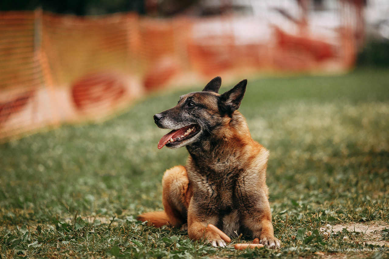 Соревнования по мондьорингу. Фотограф-анималист Наталия Чистюхина в г. Сосновый Бор и ЛО