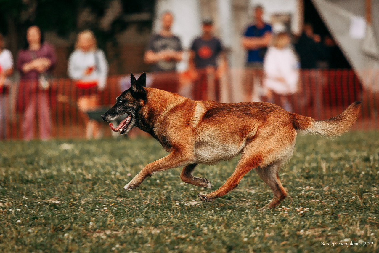 Соревнования по мондьорингу. Фотограф-анималист Наталия Чистюхина в г. Сосновый Бор и ЛО