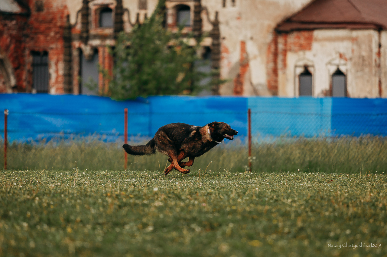 Соревнования БРР. Фотограф-анималист Наталия Чистюхина в г. Сосновый Бор и ЛО