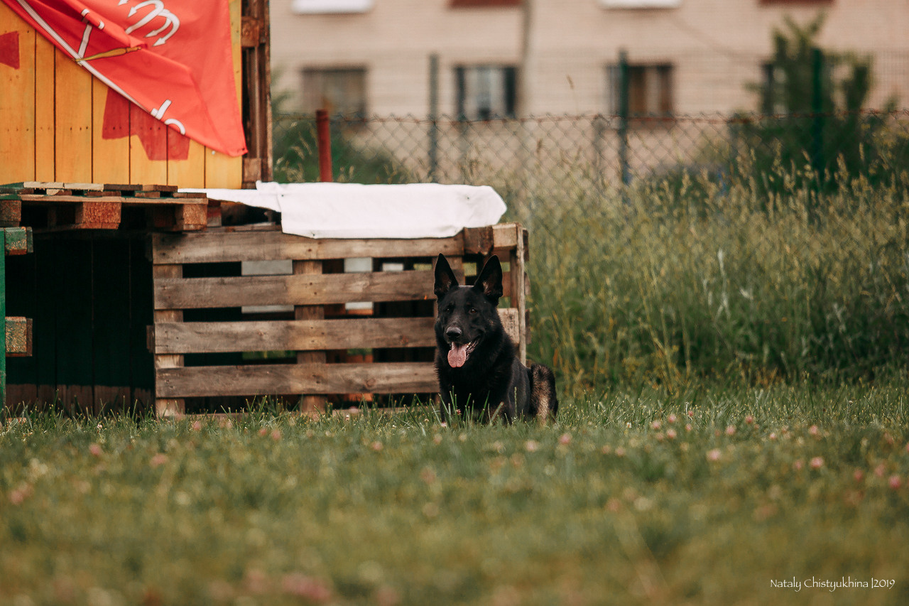 Соревнования по мондьорингу. Фотограф-анималист Наталия Чистюхина в г. Сосновый Бор и ЛО