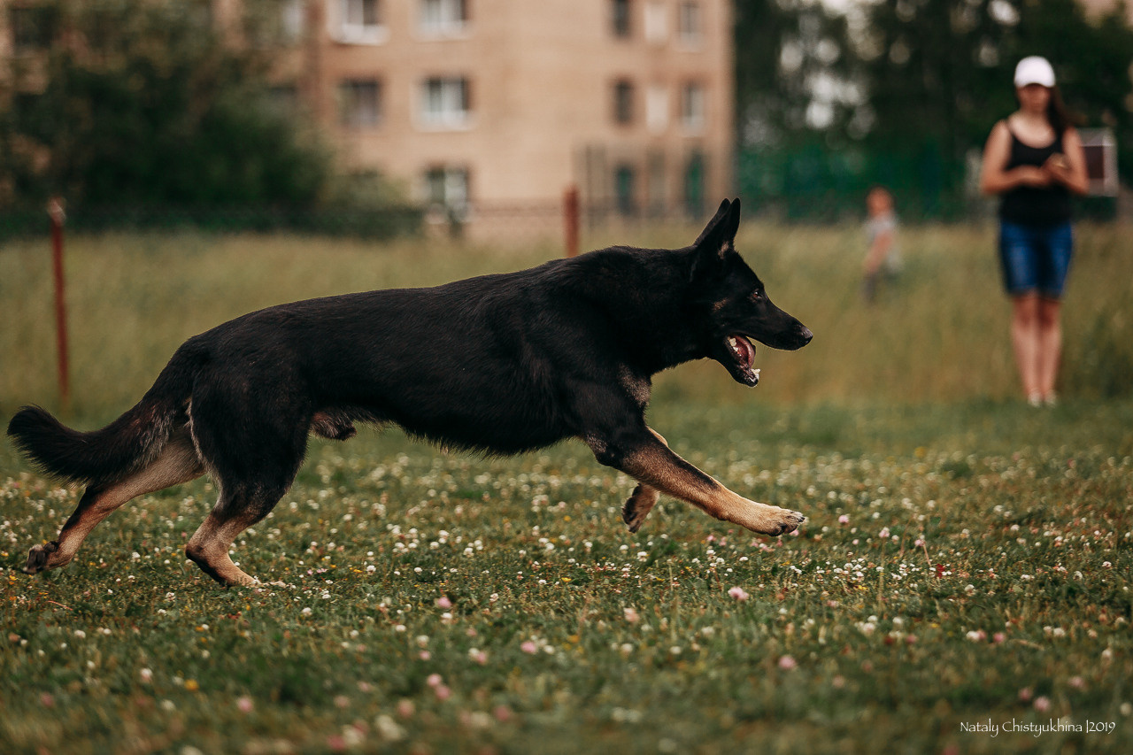 Соревнования по мондьорингу. Фотограф-анималист Наталия Чистюхина в г. Сосновый Бор и ЛО