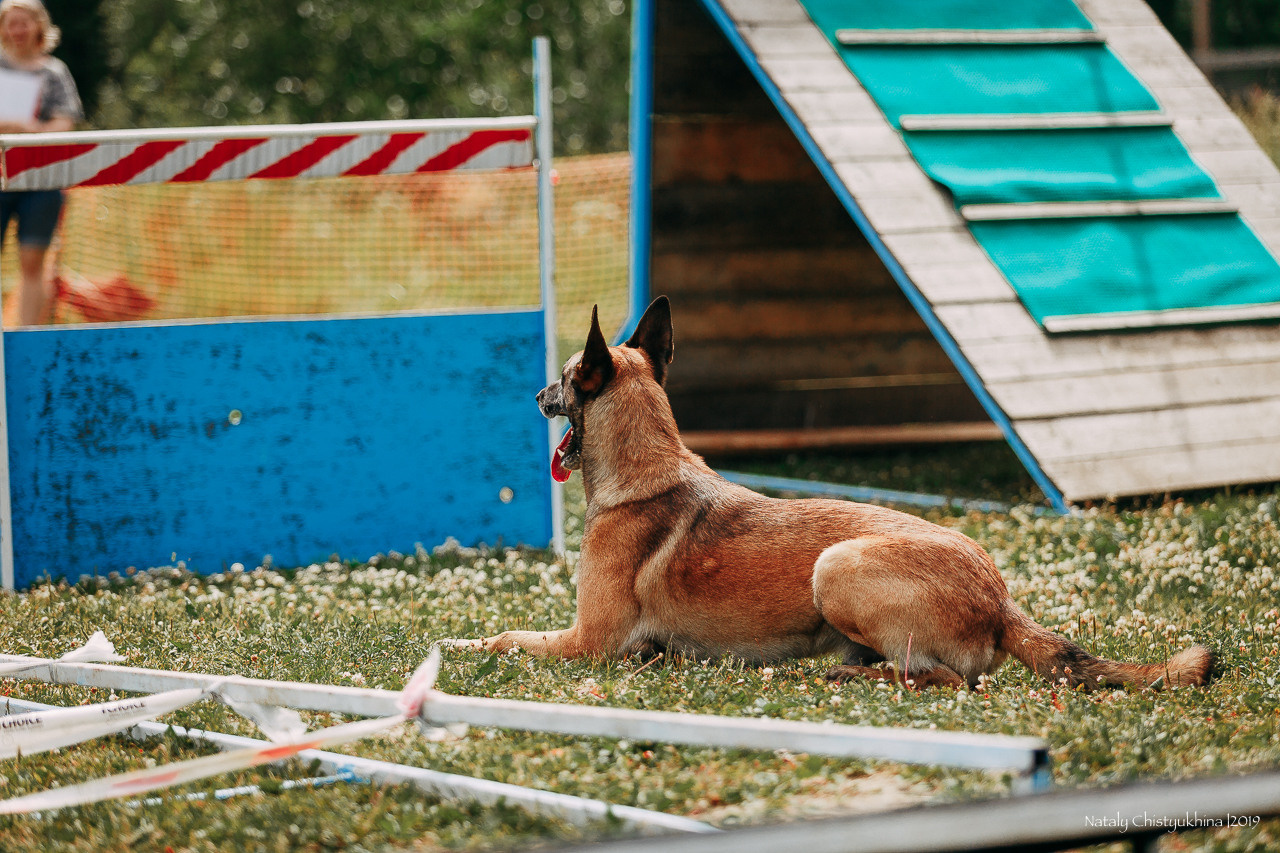 Соревнования по мондьорингу. Фотограф-анималист Наталия Чистюхина в г. Сосновый Бор и ЛО