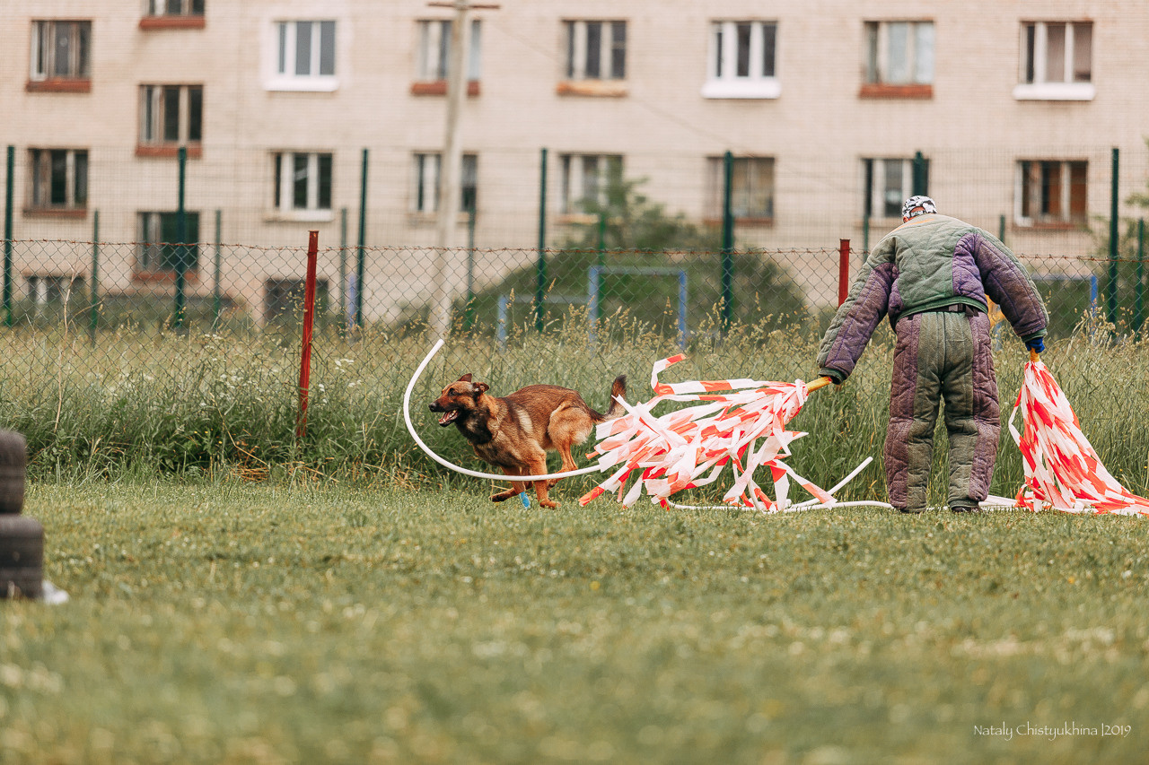 Соревнования БРР. Фотограф-анималист Наталия Чистюхина в г. Сосновый Бор и ЛО