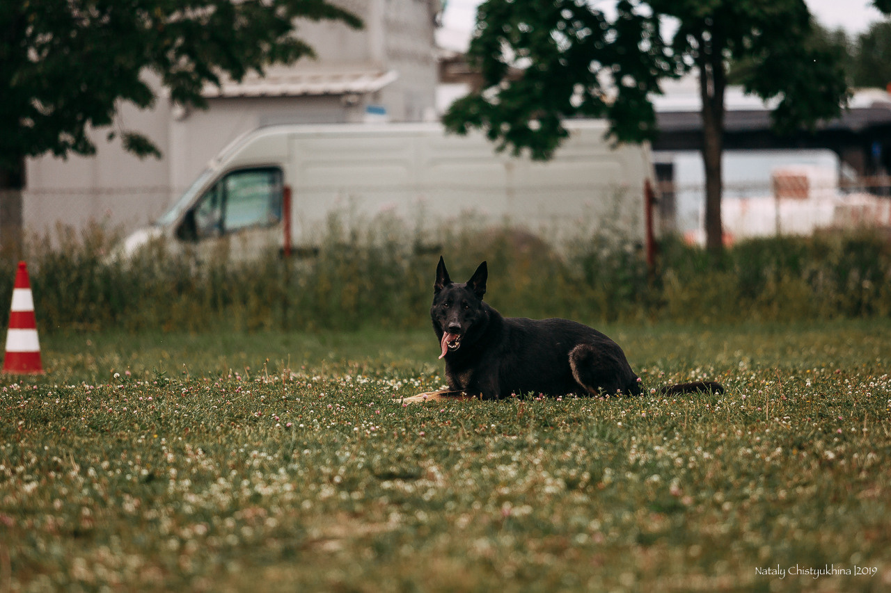 Соревнования по мондьорингу. Фотограф-анималист Наталия Чистюхина в г. Сосновый Бор и ЛО