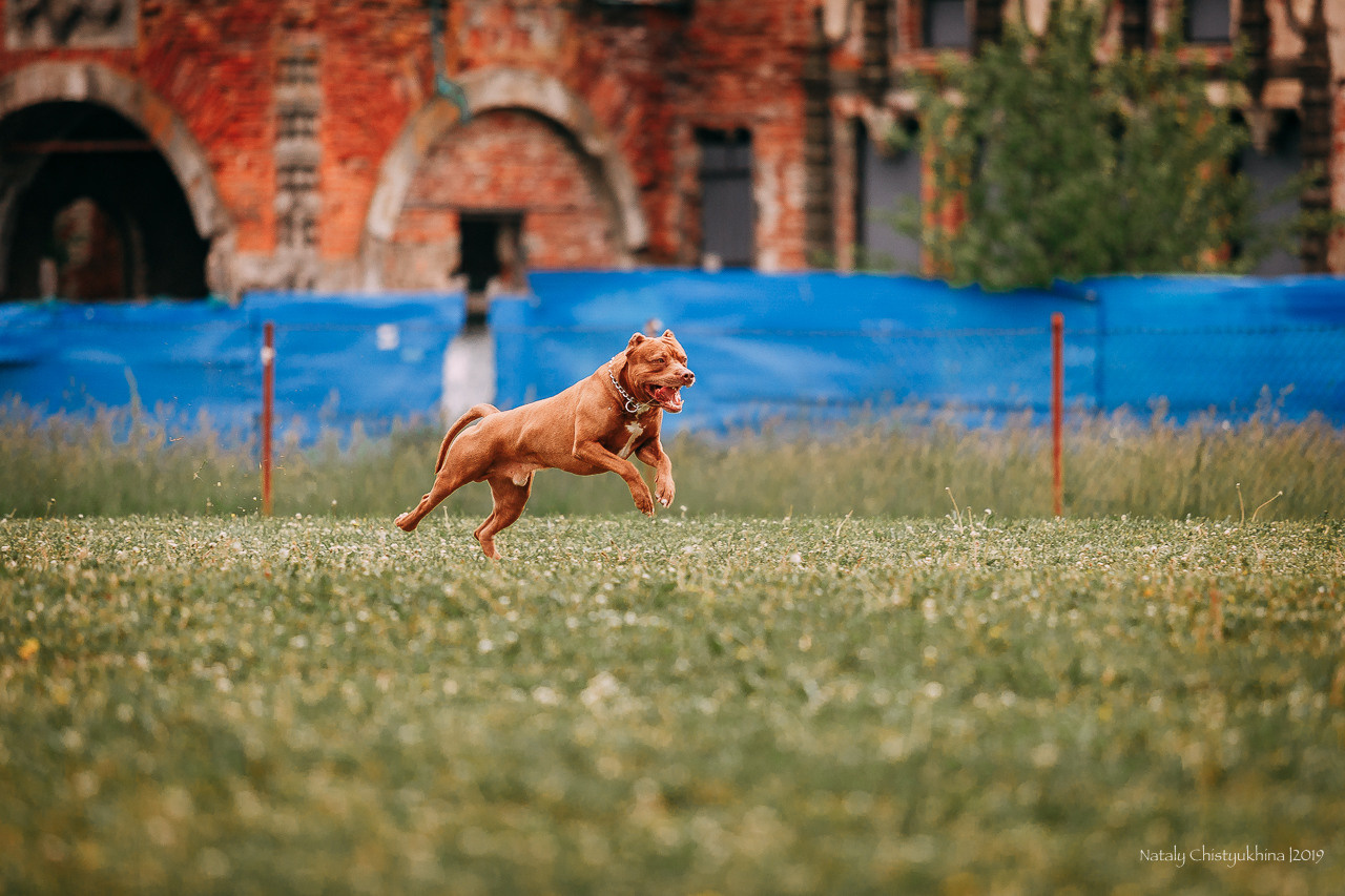 Соревнования БРР. Фотограф-анималист Наталия Чистюхина в г. Сосновый Бор и ЛО