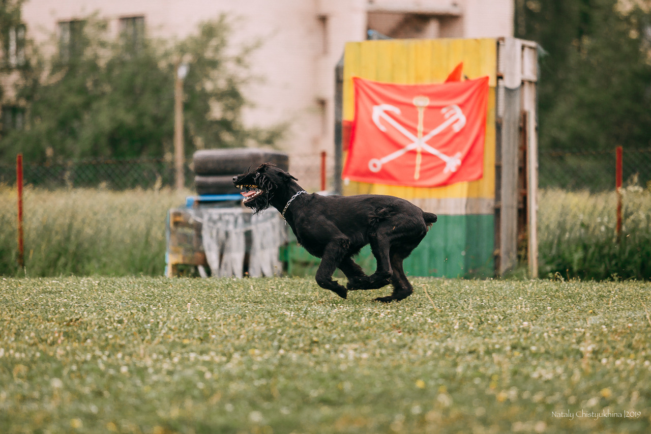 Соревнования БРР. Фотограф-анималист Наталия Чистюхина в г. Сосновый Бор и ЛО