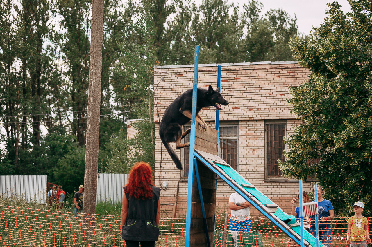 Соревнования по мондьорингу. Фотограф-анималист Наталия Чистюхина в г. Сосновый Бор и ЛО
