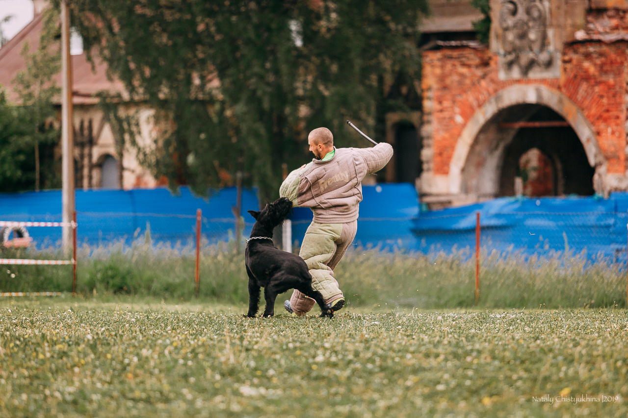 Соревнования БРР. Фотограф-анималист Наталия Чистюхина в г. Сосновый Бор и ЛО