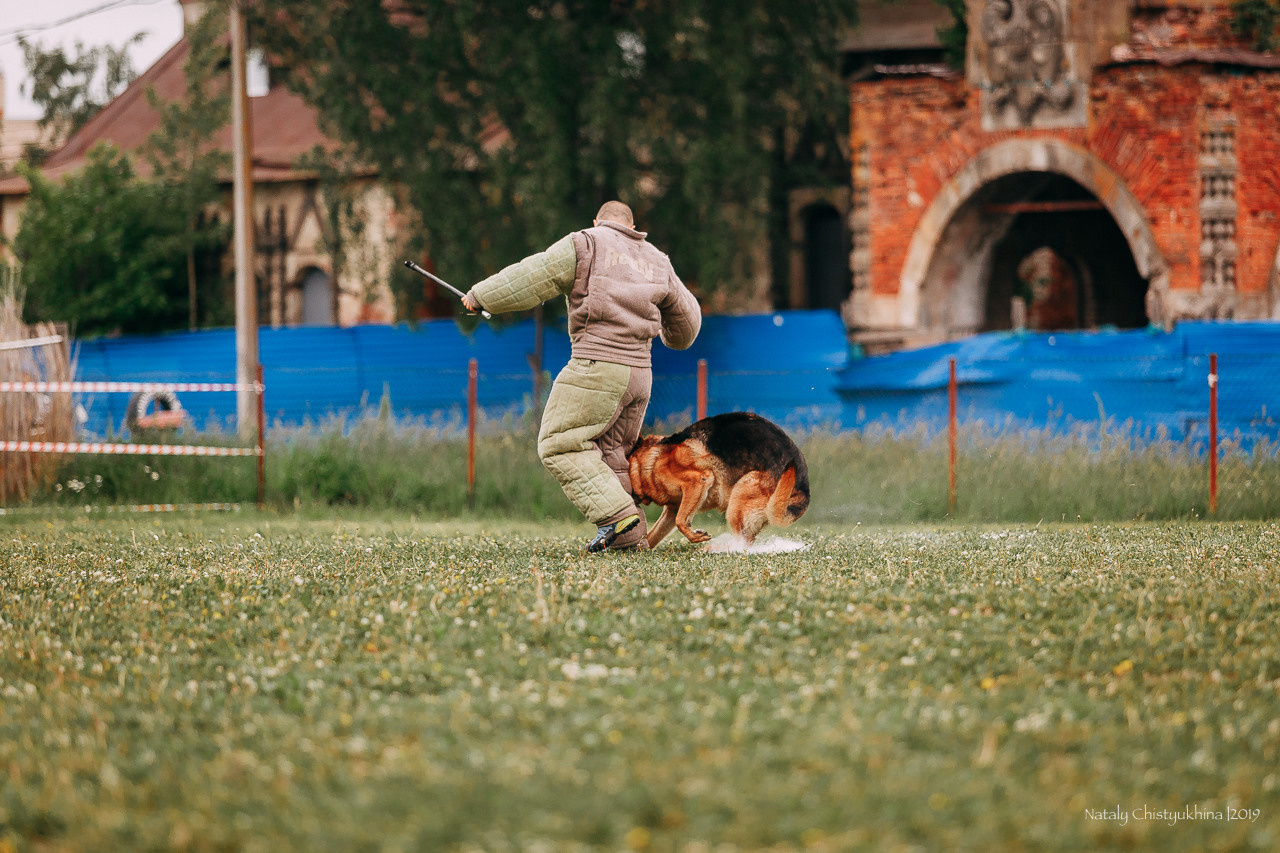 Соревнования БРР. Фотограф-анималист Наталия Чистюхина в г. Сосновый Бор и ЛО