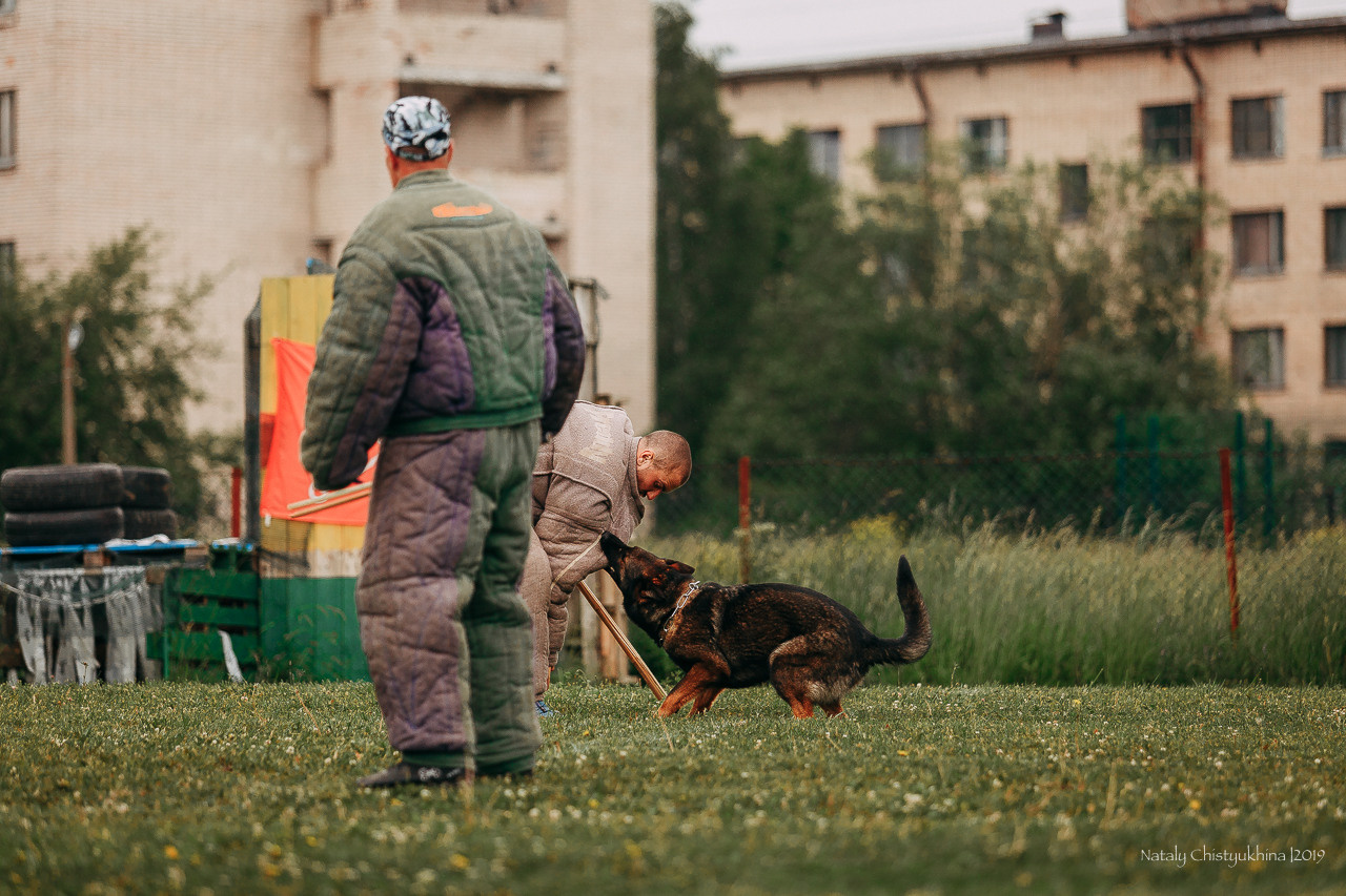 Соревнования БРР. Фотограф-анималист Наталия Чистюхина в г. Сосновый Бор и ЛО