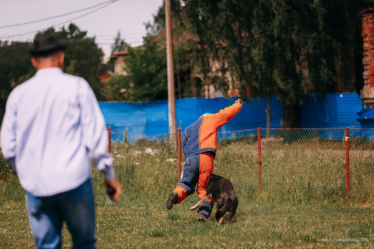 Соревнования по мондьорингу. Фотограф-анималист Наталия Чистюхина в г. Сосновый Бор и ЛО