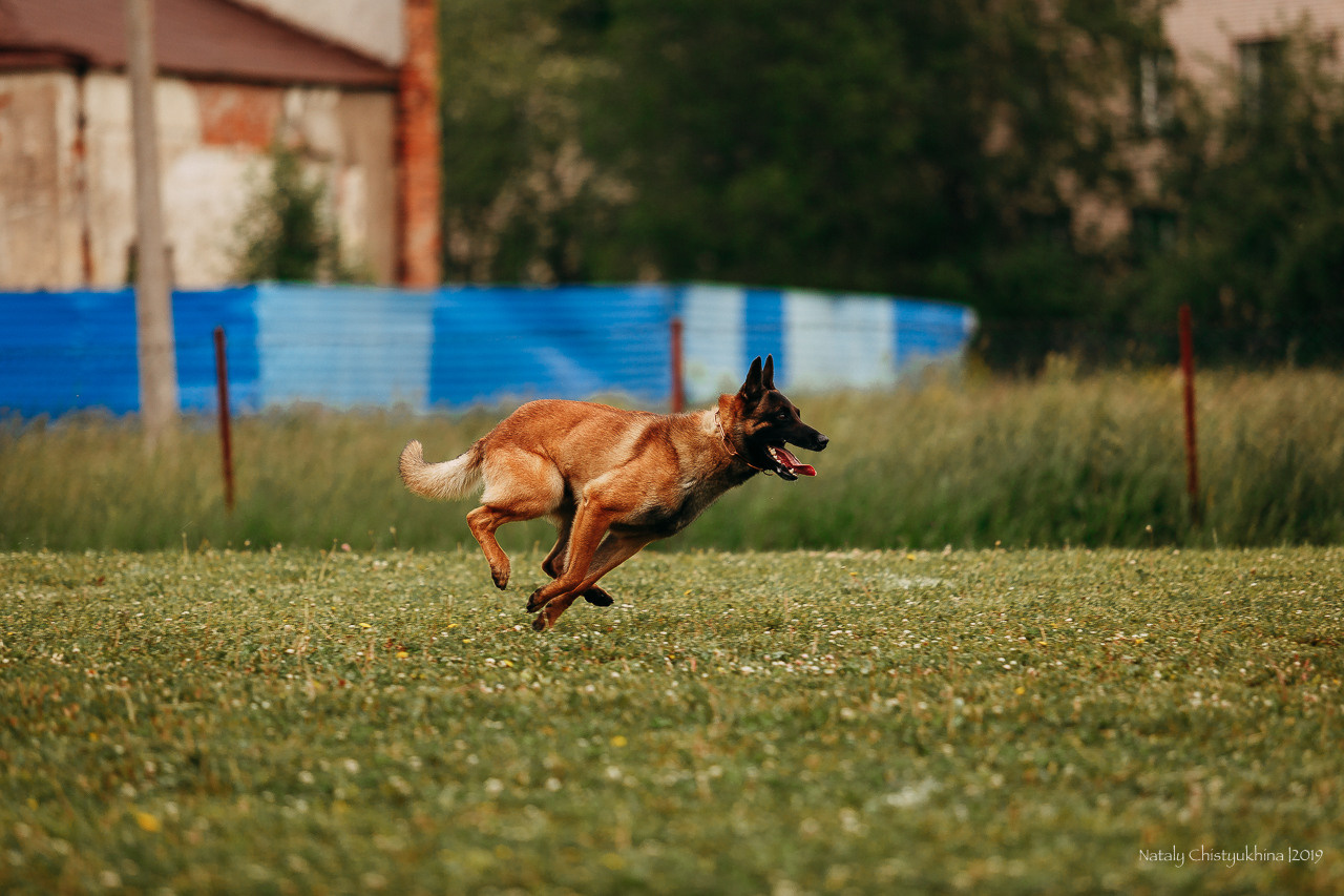 Соревнования БРР. Фотограф-анималист Наталия Чистюхина в г. Сосновый Бор и ЛО