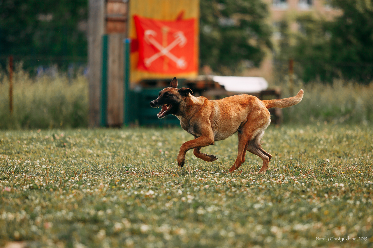 Соревнования по мондьорингу. Фотограф-анималист Наталия Чистюхина в г. Сосновый Бор и ЛО