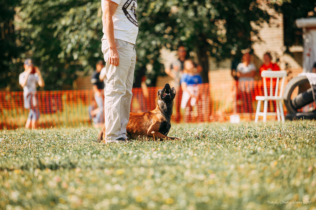 Соревнования по мондьорингу. Фотограф-анималист Наталия Чистюхина в г. Сосновый Бор и ЛО