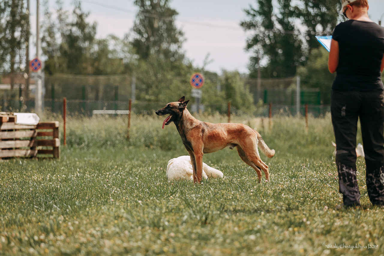 Соревнования по мондьорингу. Фотограф-анималист Наталия Чистюхина в г. Сосновый Бор и ЛО