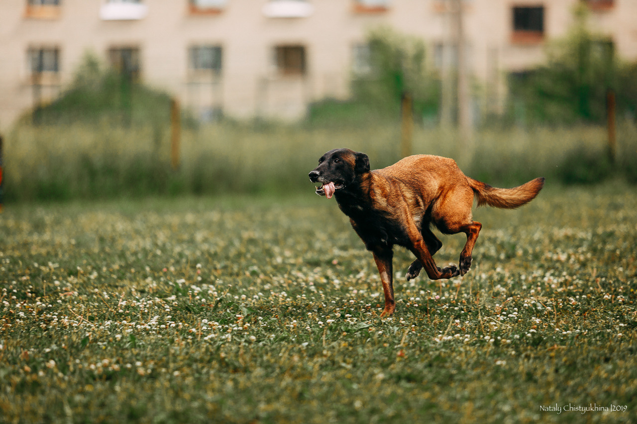 Соревнования по мондьорингу. Фотограф-анималист Наталия Чистюхина в г. Сосновый Бор и ЛО