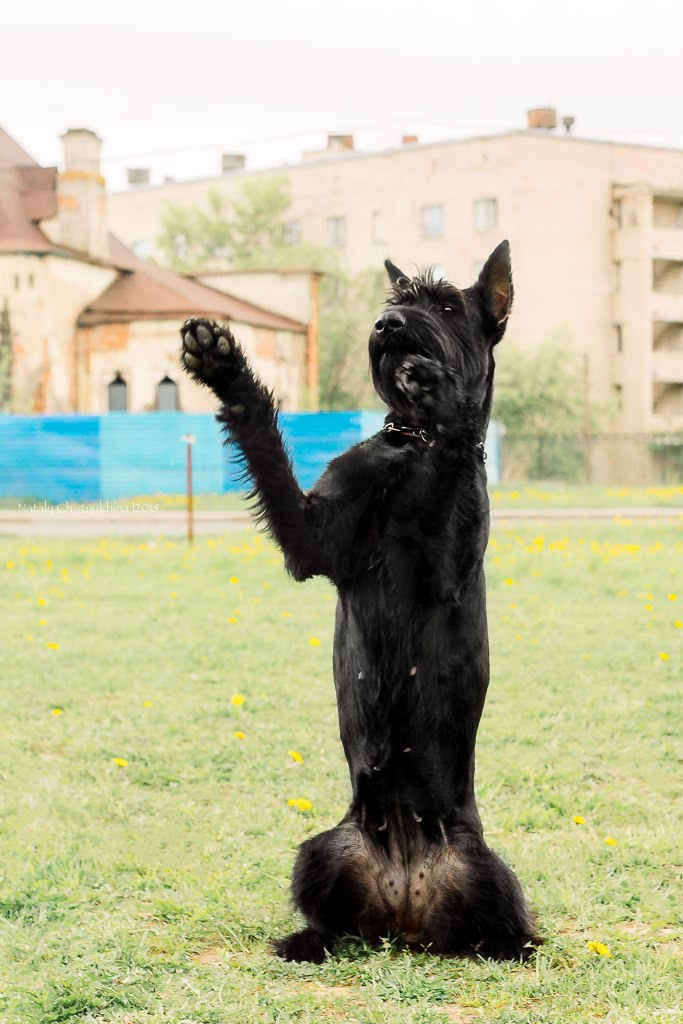 Семинары по мондио. Фотограф-анималист Наталия Чистюхина в г. Сосновый Бор и ЛО
