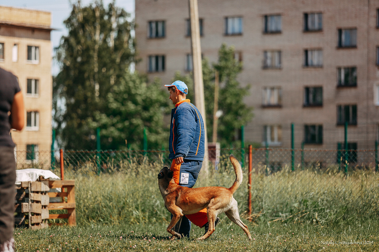 Соревнования по мондьорингу. Фотограф-анималист Наталия Чистюхина в г. Сосновый Бор и ЛО