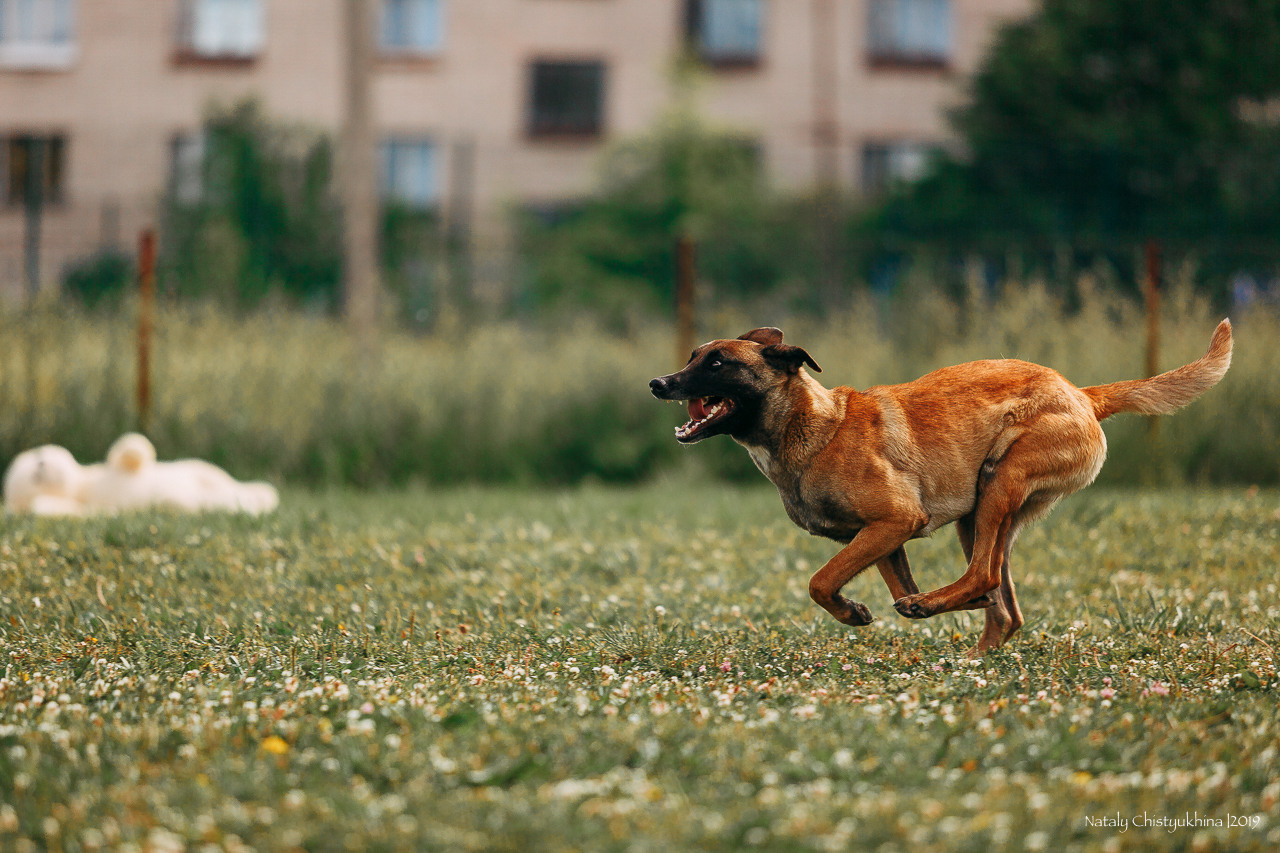Соревнования по мондьорингу. Фотограф-анималист Наталия Чистюхина в г. Сосновый Бор и ЛО