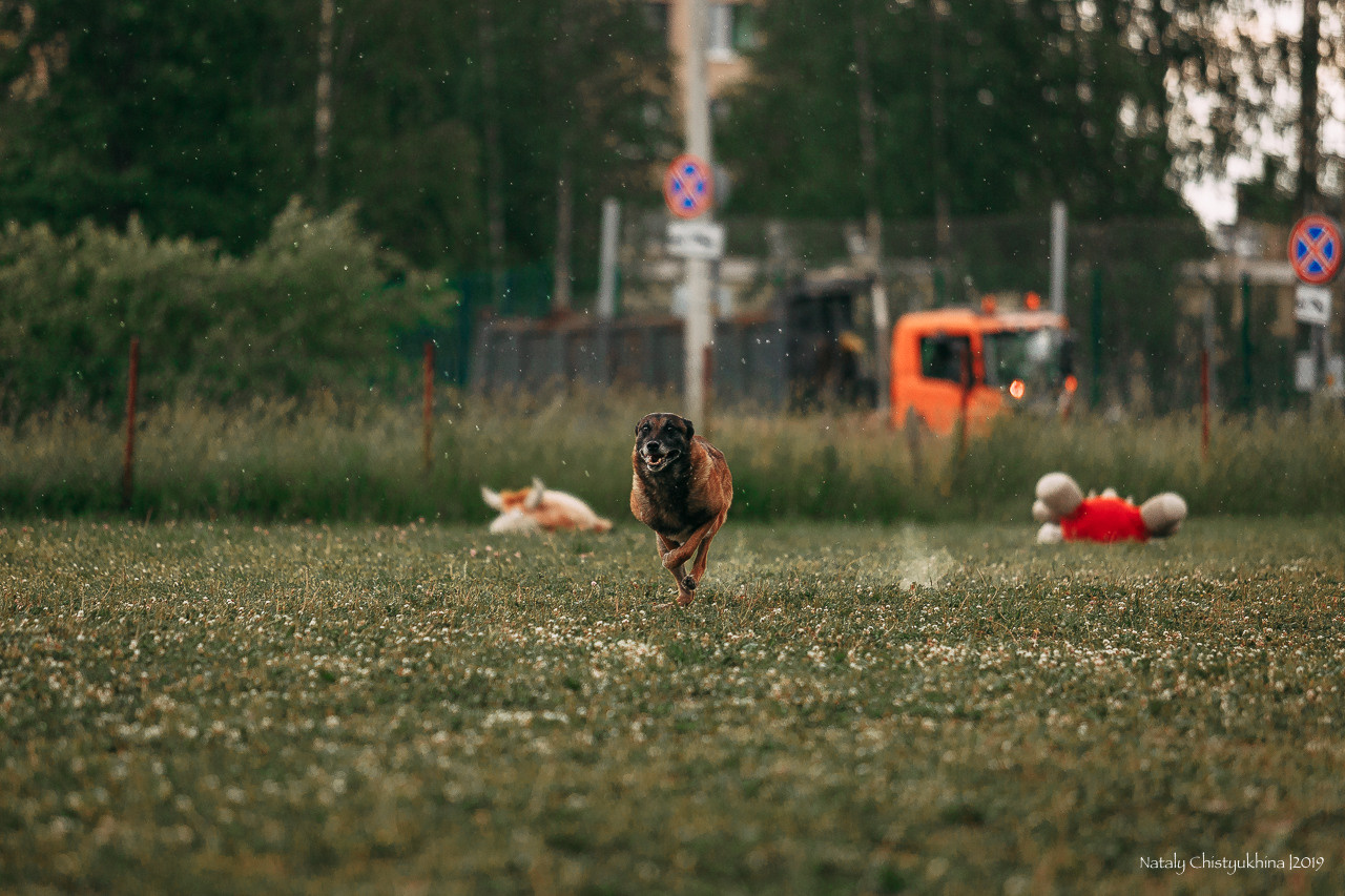 Соревнования по мондьорингу. Фотограф-анималист Наталия Чистюхина в г. Сосновый Бор и ЛО