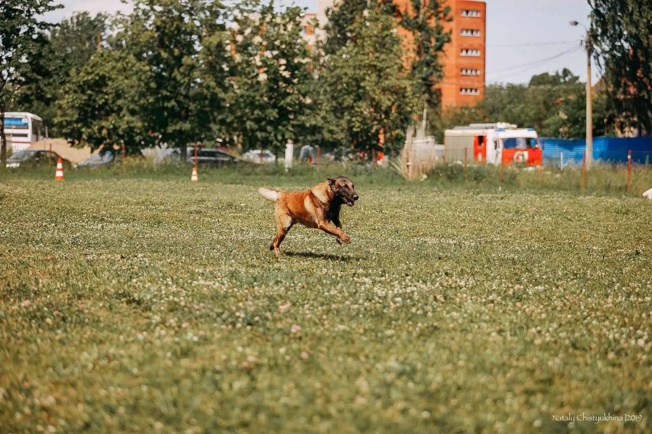 Соревнования по мондьорингу. Фотограф-анималист Наталия Чистюхина в г. Сосновый Бор и ЛО
