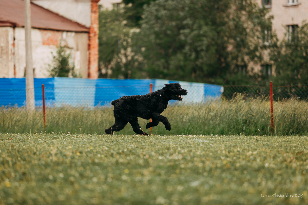 Соревнования БРР. Фотограф-анималист Наталия Чистюхина в г. Сосновый Бор и ЛО