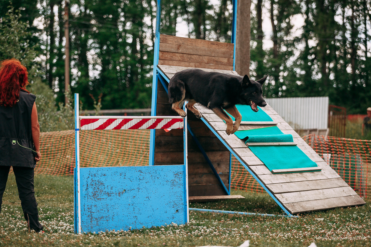 Соревнования по мондьорингу. Фотограф-анималист Наталия Чистюхина в г. Сосновый Бор и ЛО