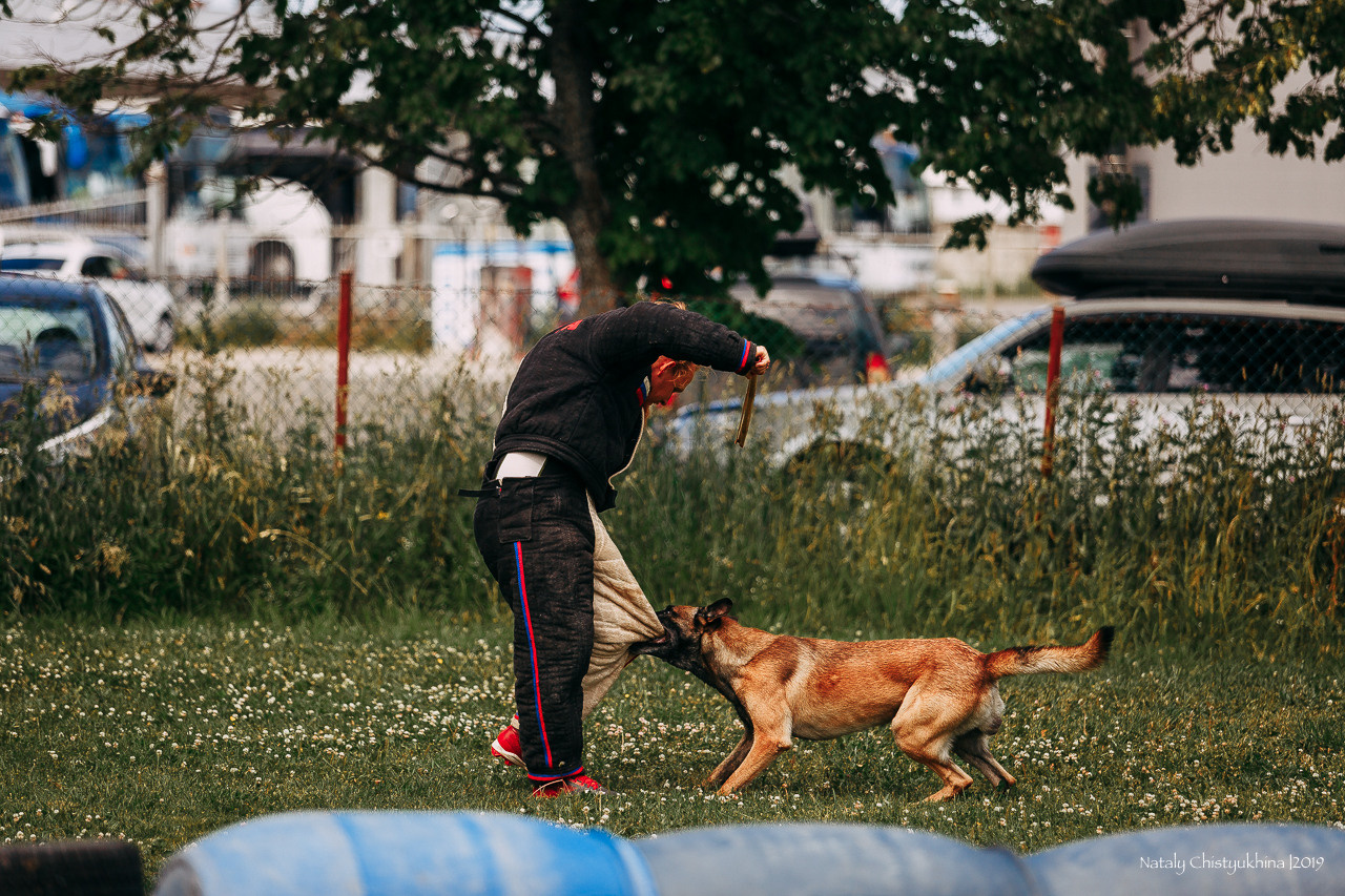 Соревнования по мондьорингу. Фотограф-анималист Наталия Чистюхина в г. Сосновый Бор и ЛО