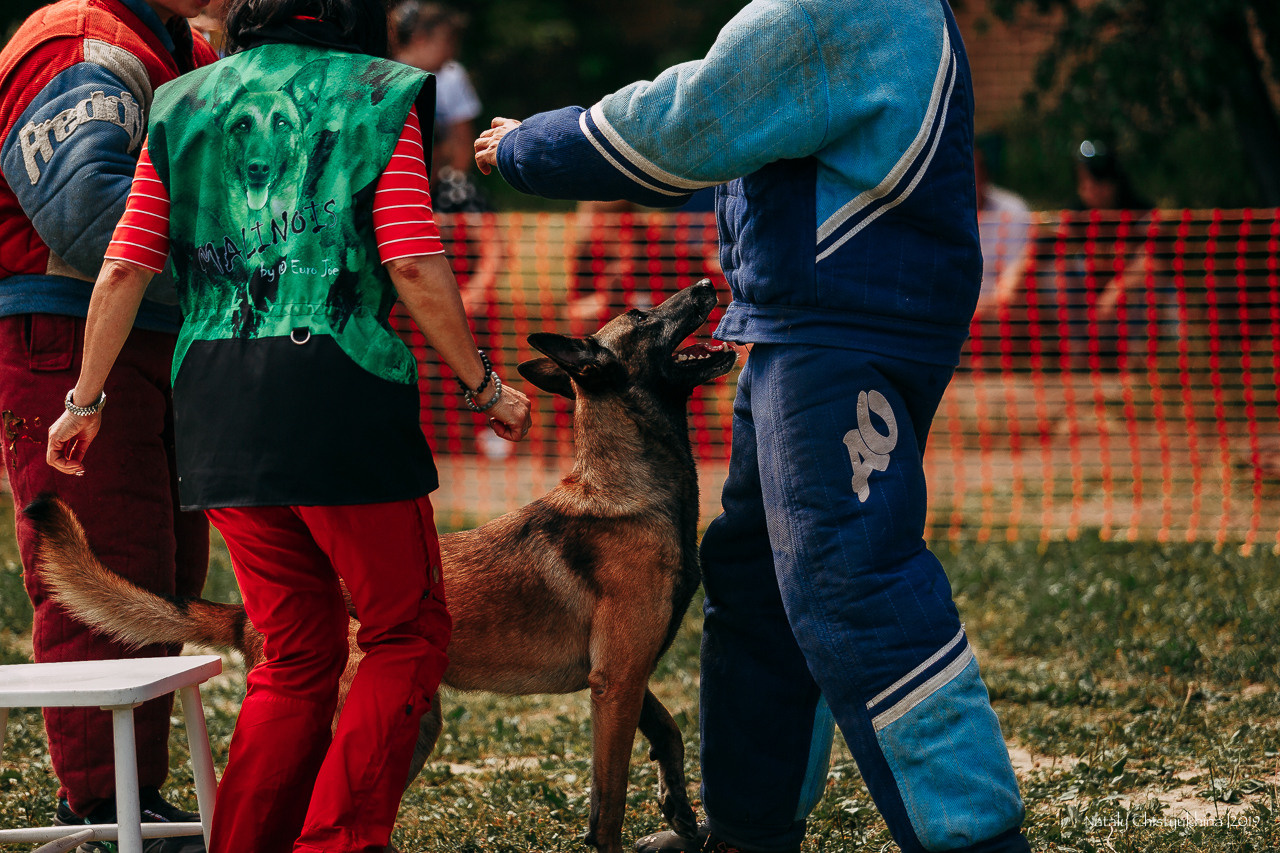 Соревнования по мондьорингу. Фотограф-анималист Наталия Чистюхина в г. Сосновый Бор и ЛО