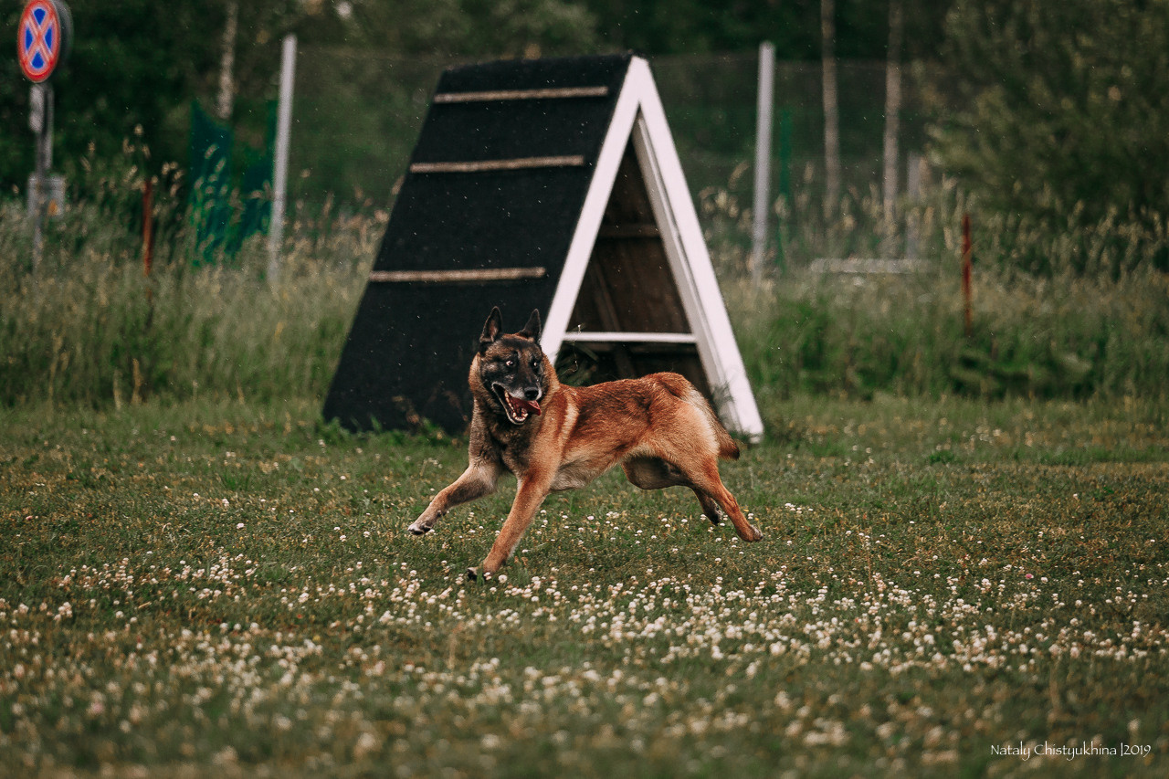 Соревнования по мондьорингу. Фотограф-анималист Наталия Чистюхина в г. Сосновый Бор и ЛО