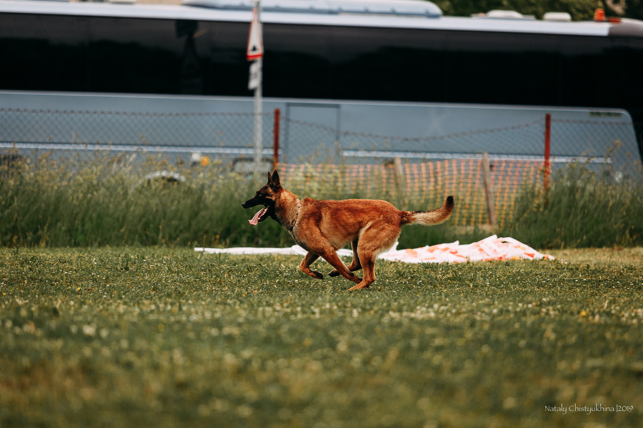 Соревнования БРР. Фотограф-анималист Наталия Чистюхина в г. Сосновый Бор и ЛО