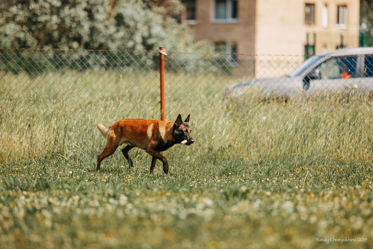 Соревнования по мондьорингу. Фотограф-анималист Наталия Чистюхина в г. Сосновый Бор и ЛО