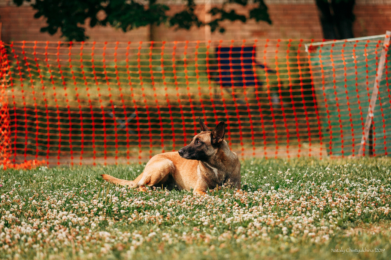 Соревнования по мондьорингу. Фотограф-анималист Наталия Чистюхина в г. Сосновый Бор и ЛО