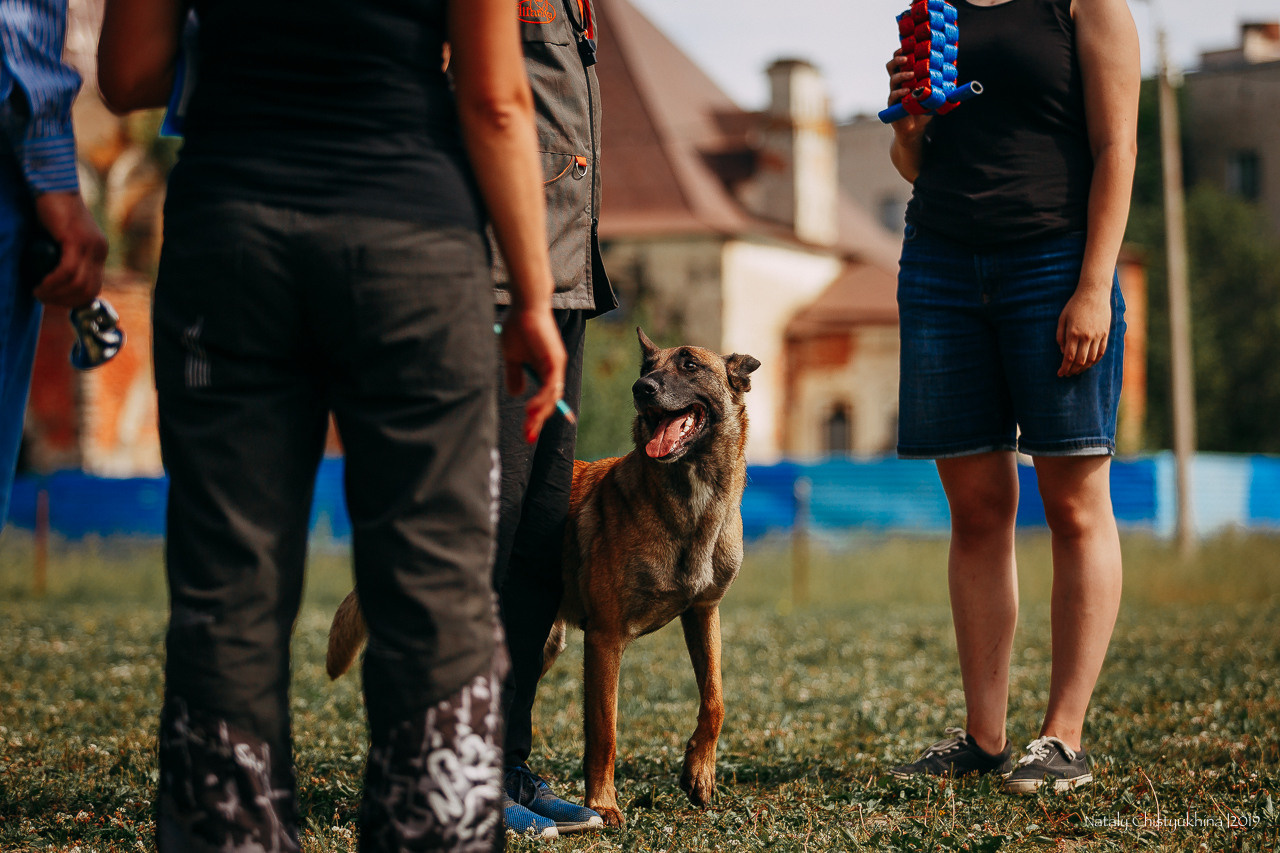 Соревнования по мондьорингу. Фотограф-анималист Наталия Чистюхина в г. Сосновый Бор и ЛО