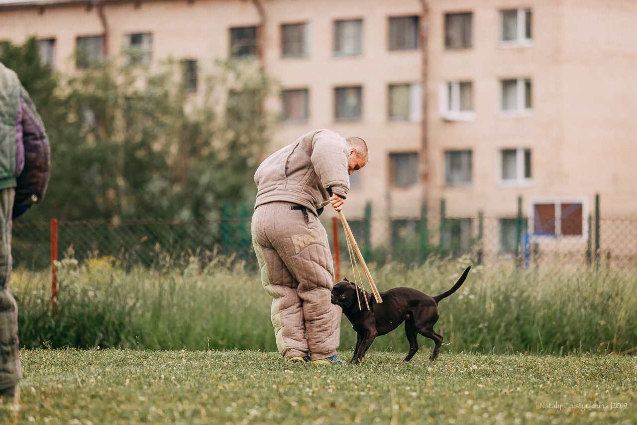 Соревнования БРР. Фотограф-анималист Наталия Чистюхина в г. Сосновый Бор и ЛО