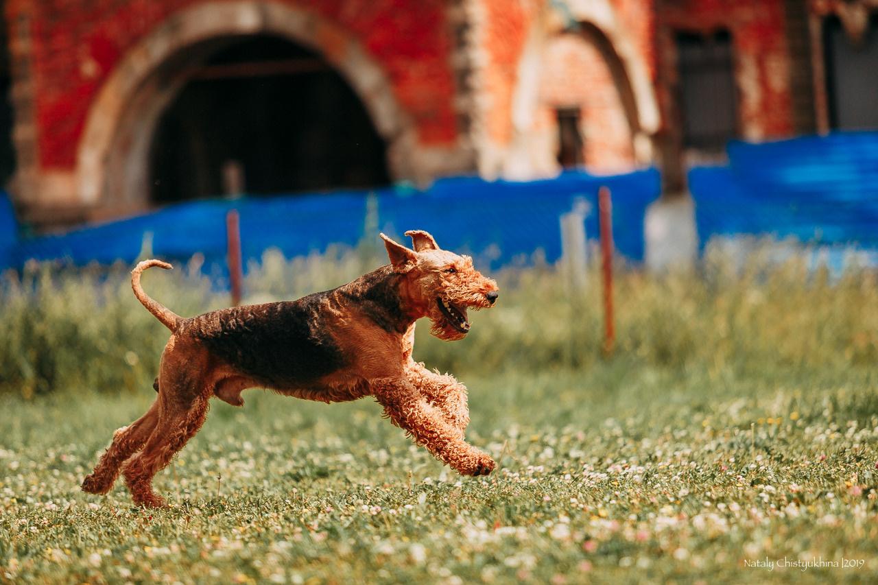 Соревнования по мондьорингу. Фотограф-анималист Наталия Чистюхина в г. Сосновый Бор и ЛО