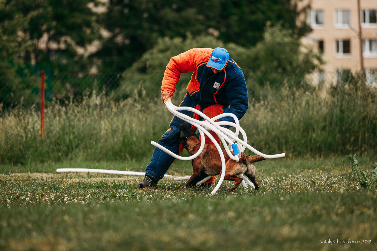 Соревнования по мондьорингу. Фотограф-анималист Наталия Чистюхина в г. Сосновый Бор и ЛО