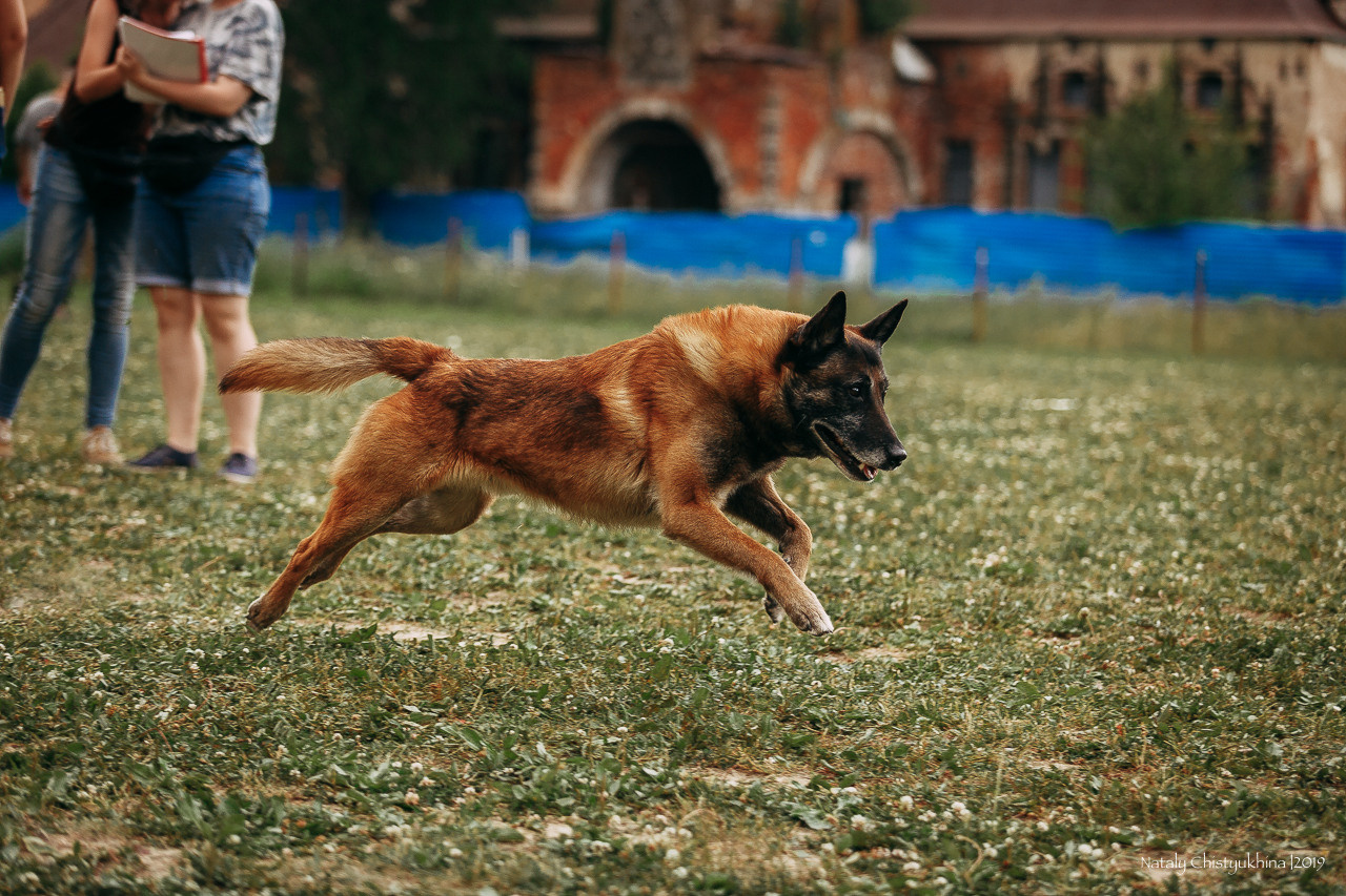 Соревнования по мондьорингу. Фотограф-анималист Наталия Чистюхина в г. Сосновый Бор и ЛО