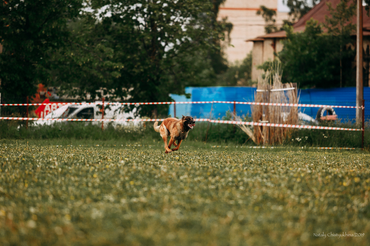 Соревнования БРР. Фотограф-анималист Наталия Чистюхина в г. Сосновый Бор и ЛО