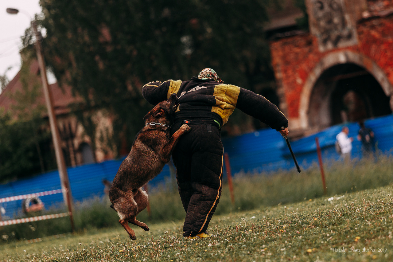 Соревнования БРР. Фотограф-анималист Наталия Чистюхина в г. Сосновый Бор и ЛО