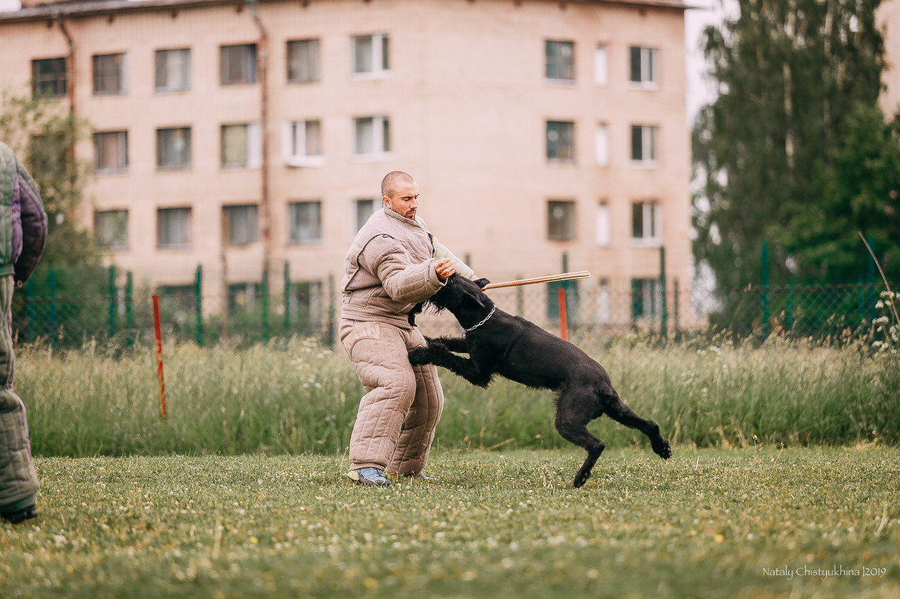Соревнования БРР. Фотограф-анималист Наталия Чистюхина в г. Сосновый Бор и ЛО