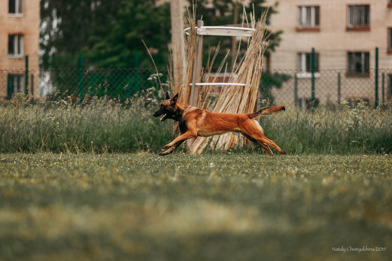 Соревнования БРР. Фотограф-анималист Наталия Чистюхина в г. Сосновый Бор и ЛО