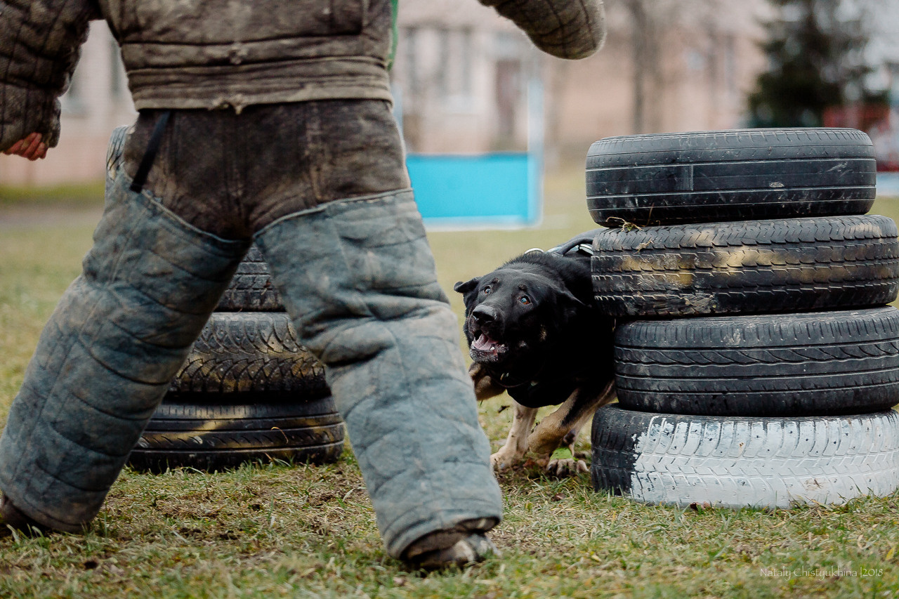 Семинары по мондио. Фотограф-анималист Наталия Чистюхина в г. Сосновый Бор и ЛО