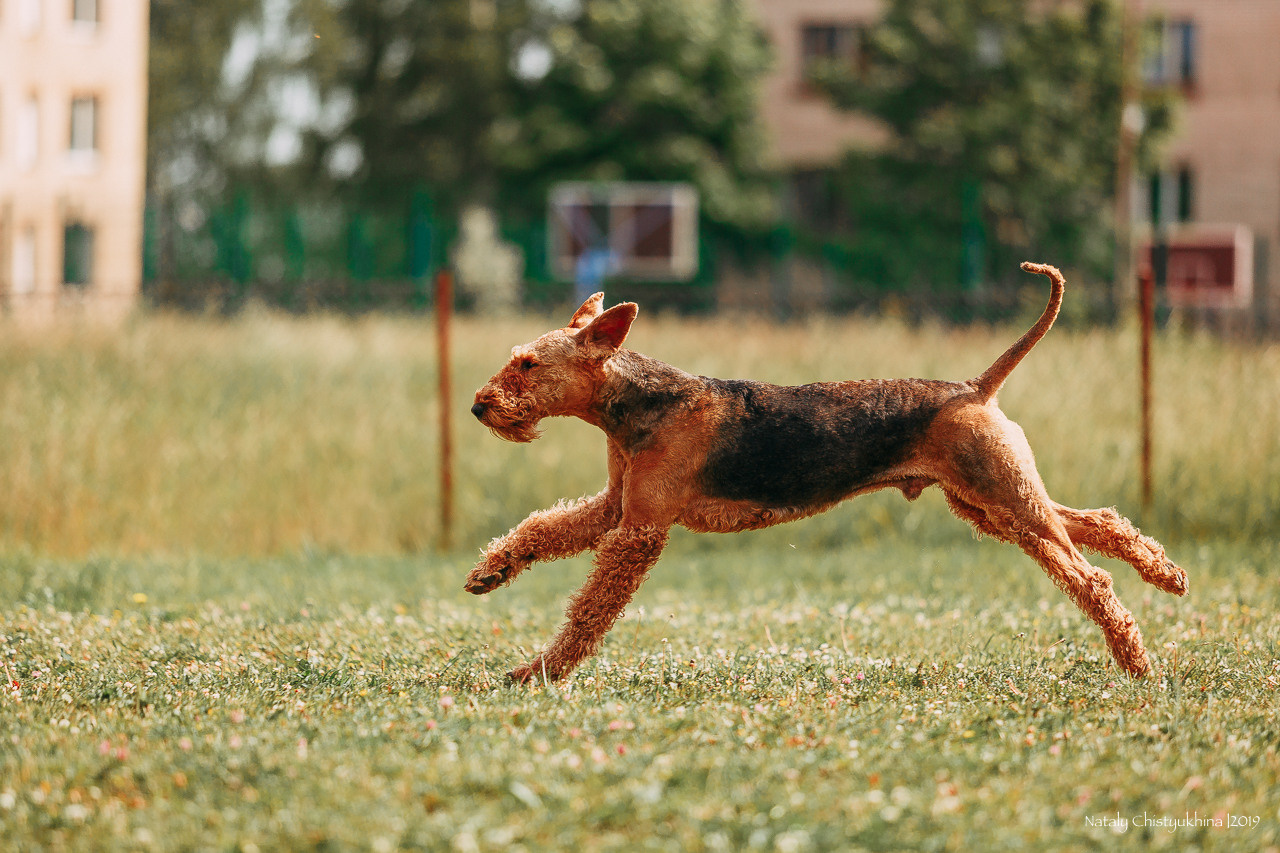 Соревнования по мондьорингу. Фотограф-анималист Наталия Чистюхина в г. Сосновый Бор и ЛО