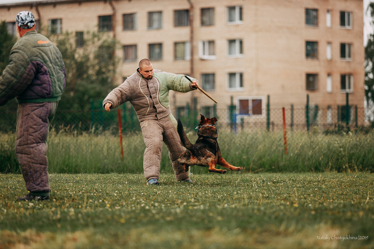 Соревнования БРР. Фотограф-анималист Наталия Чистюхина в г. Сосновый Бор и ЛО